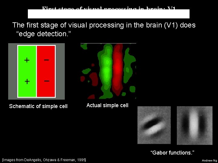 First stage of visual processing in brain: V 1 The first stage of visual First stage of visual processing in brain: V 1 The first stage of visual