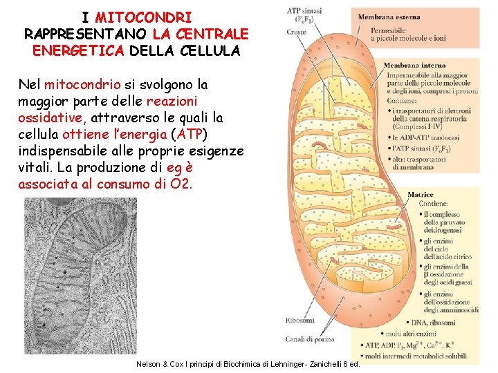 I MITOCONDRI RAPPRESENTANO LA CENTRALE ENERGETICA DELLA CELLULA Nel mitocondrio si svolgono la maggior