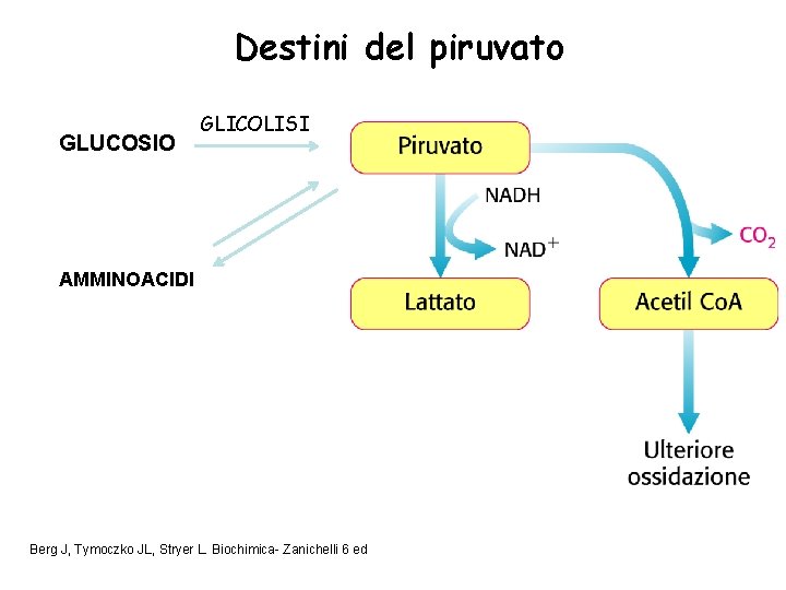 Destini del piruvato GLUCOSIO GLICOLISI AMMINOACIDI Berg J, Tymoczko JL, Stryer L. Biochimica- Zanichelli