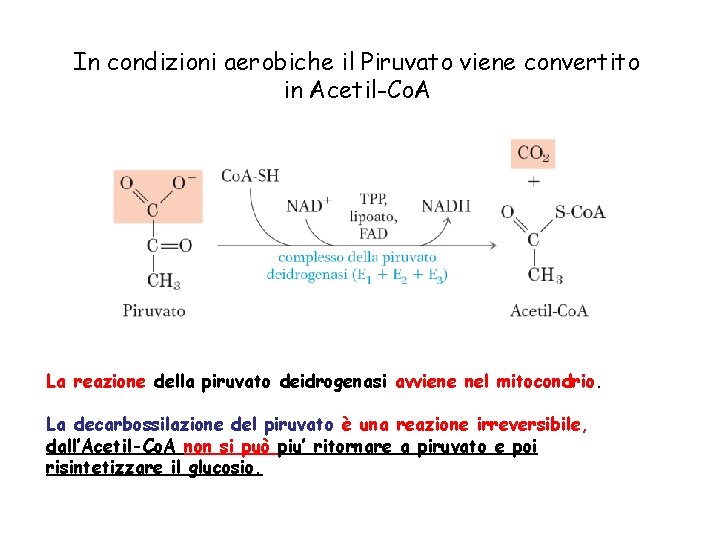 In condizioni aerobiche il Piruvato viene convertito in Acetil-Co. A La reazione della piruvato