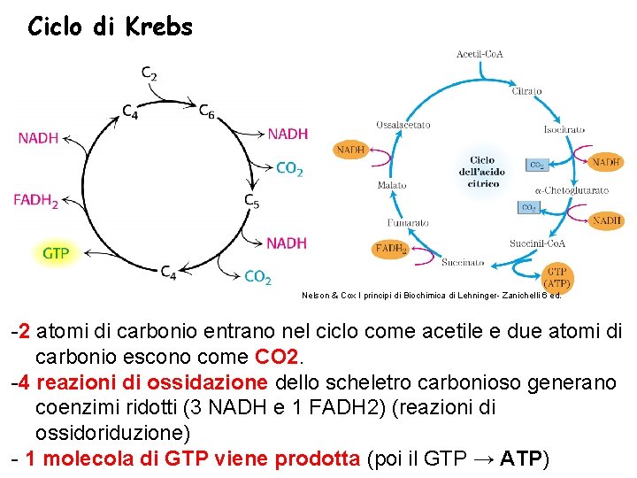 Ciclo di Krebs Nelson & Cox I principi di Biochimica di Lehninger- Zanichelli 6