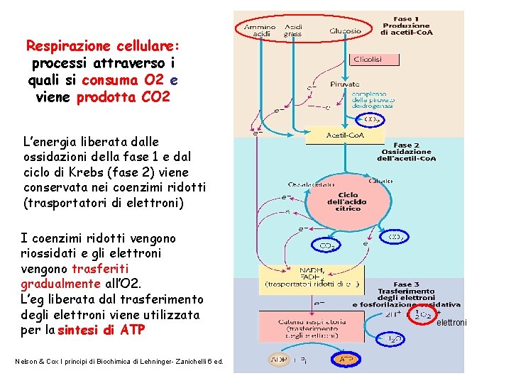 Respirazione cellulare: processi attraverso i quali si consuma O 2 e viene prodotta CO