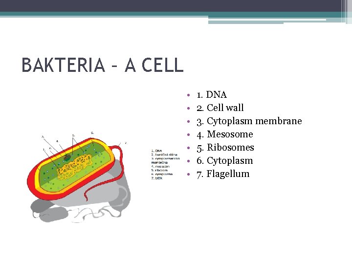 BAKTERIA – A CELL • • 1. DNA 2. Cell wall 3. Cytoplasm membrane