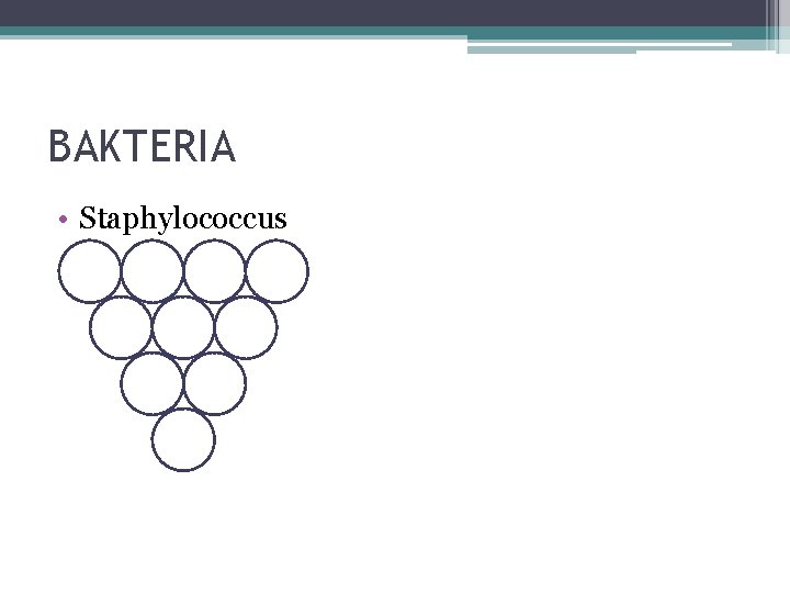 BAKTERIA • Staphylococcus 