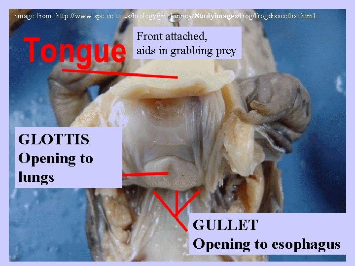 image from: http: //www. spc. cc. tx. us/biology/jmckinney/Studyimages/frogdissectlist. html Front attached, aids in grabbing