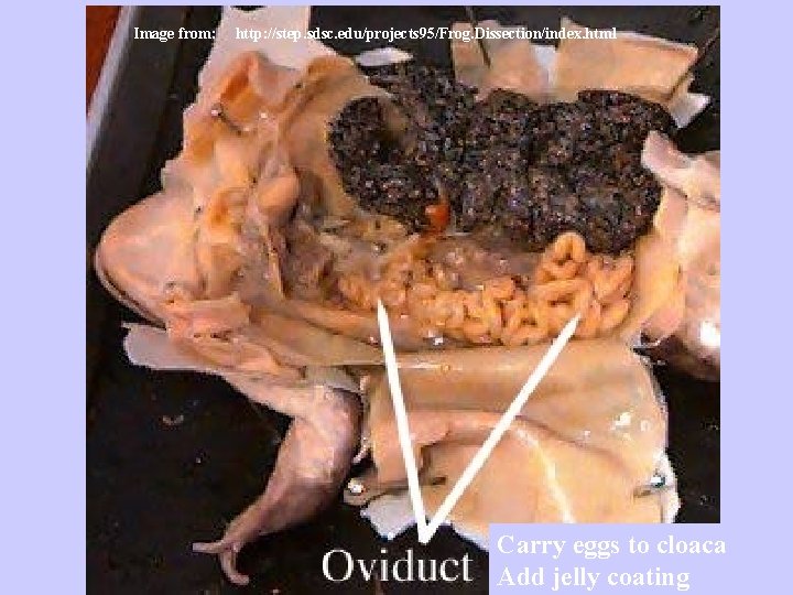 Image from: http: //step. sdsc. edu/projects 95/Frog. Dissection/index. html Carry eggs to cloaca Add