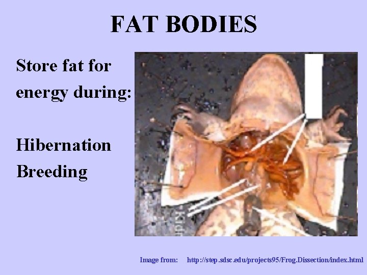 FAT BODIES Store fat for energy during: Hibernation Breeding Image from: http: //step. sdsc.