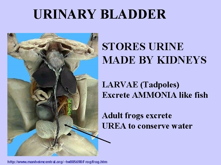 URINARY BLADDER STORES URINE MADE BY KIDNEYS LARVAE (Tadpoles) Excrete AMMONIA like fish Adult