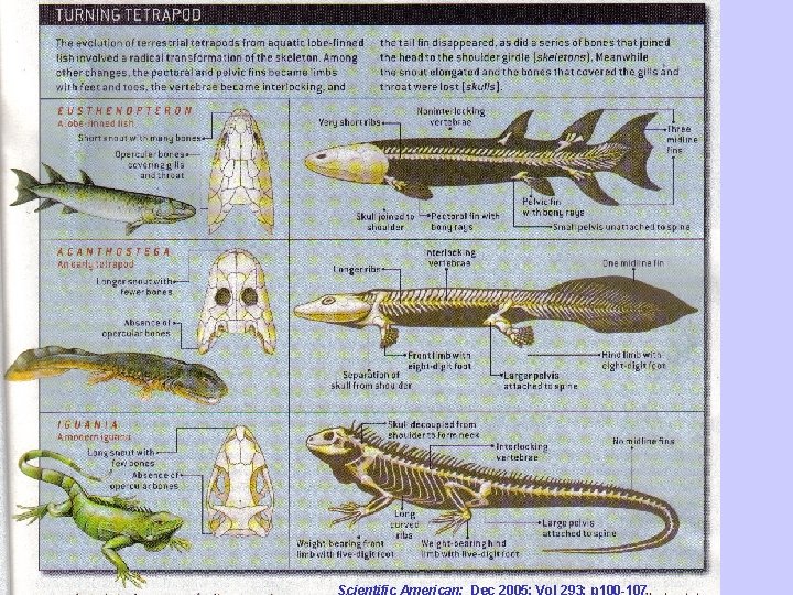 Scientific American; Dec 2005; Vol 293; p 100 -107 