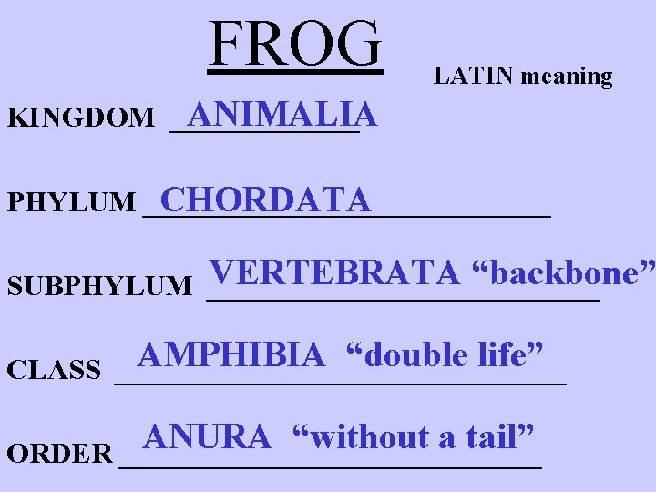 FROG LATIN meaning ANIMALIA KINGDOM _______ PHYLUM ______________ CHORDATA VERTEBRATA “backbone” SUBPHYLUM ______________ AMPHIBIA