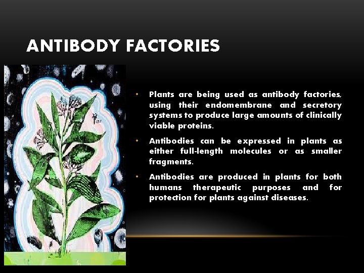 ANTIBODY FACTORIES • Plants are being used as antibody factories, using their endomembrane and