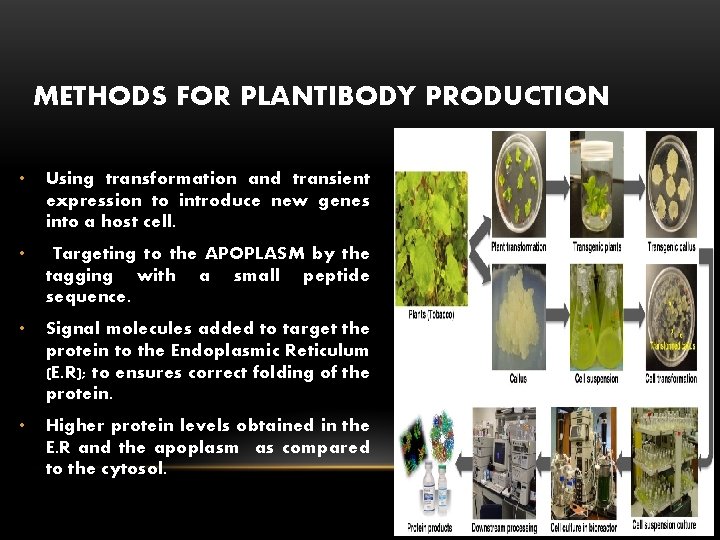 METHODS FOR PLANTIBODY PRODUCTION • Using transformation and transient expression to introduce new genes