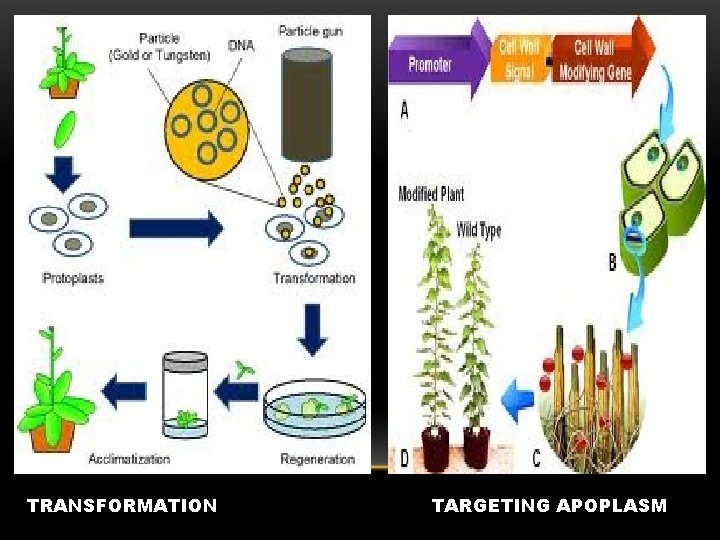 TRANSFORMATION TARGETING APOPLASM 
