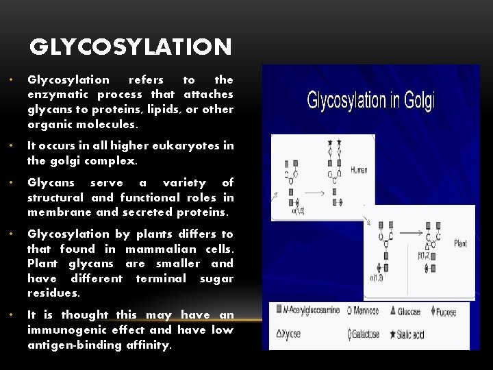 GLYCOSYLATION • Glycosylation refers to the enzymatic process that attaches glycans to proteins, lipids,