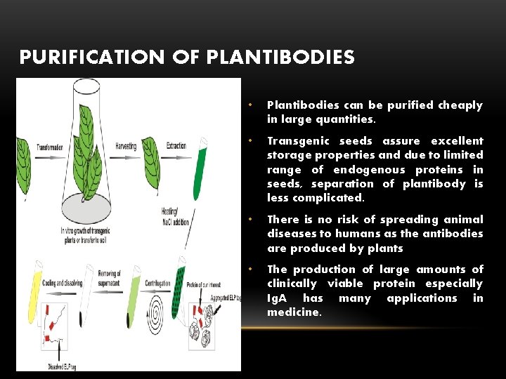 PURIFICATION OF PLANTIBODIES • Plantibodies can be purified cheaply in large quantities. • Transgenic
