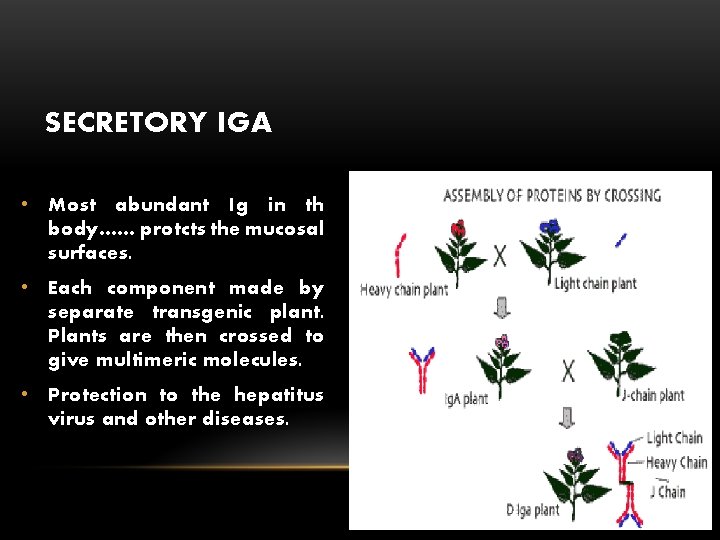 SECRETORY IGA • Most abundant Ig in th body…… protcts the mucosal surfaces. •