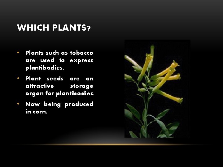 WHICH PLANTS? • Plants such as tobacco are used to express plantibodies. • Plant
