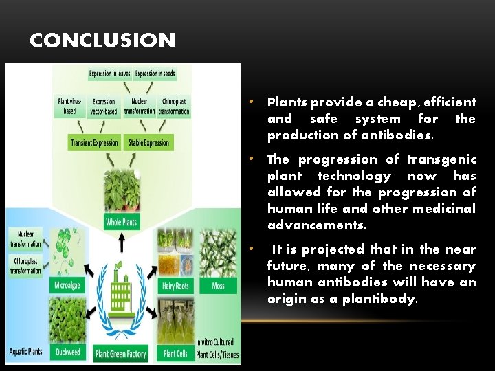 CONCLUSION • Plants provide a cheap, efficient and safe system for the production of