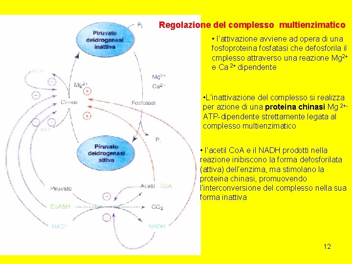 Regolazione del complesso multienzimatico • l’attivazione avviene ad opera di una fosfoproteina fosfatasi che
