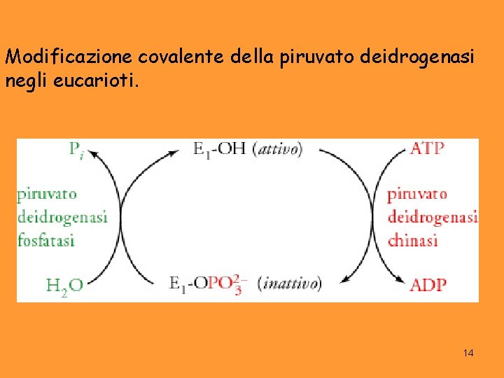 Modificazione covalente della piruvato deidrogenasi negli eucarioti. 14 
