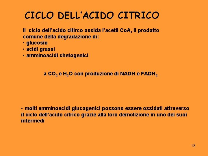 CICLO DELL’ACIDO CITRICO Il ciclo dell’acido citirco ossida l’acetil Co. A, il prodotto comune
