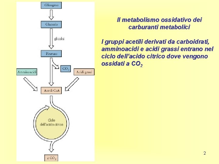 Il metabolismo ossidativo dei carburanti metabolici I gruppi acetili derivati da carboidrati, amminoacidi e