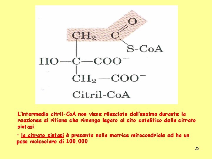 L’intermedio citril-Co. A non viene rilasciato dall’enzima durante la reazionee si ritiene che rimanga