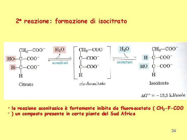 2 a reazione: formazione di isocitrato • la reazione aconitasica è fortemente inibita da