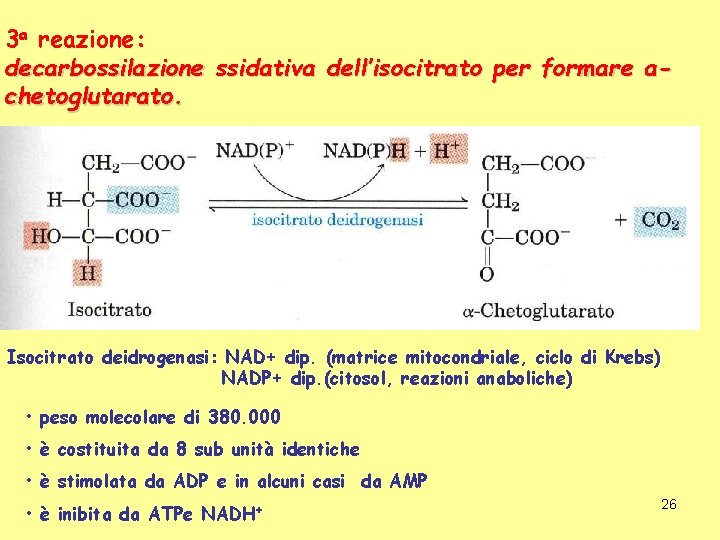 3 a reazione: decarbossilazione ssidativa dell’isocitrato per formare achetoglutarato. Isocitrato deidrogenasi: NAD+ dip. (matrice