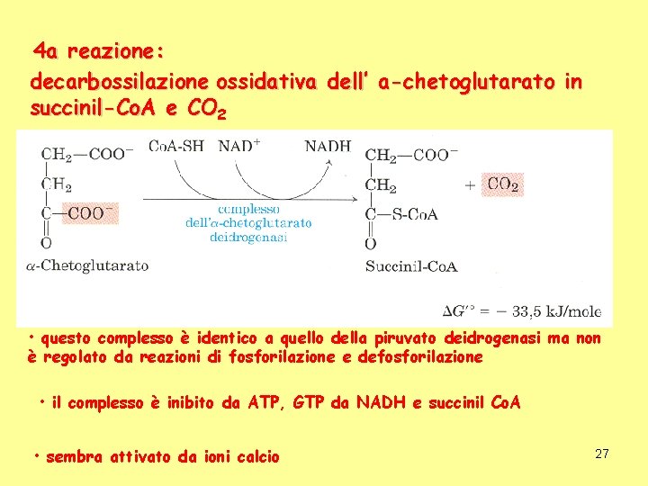 4 a reazione: decarbossilazione ossidativa dell’ a-chetoglutarato in succinil-Co. A e CO 2 •