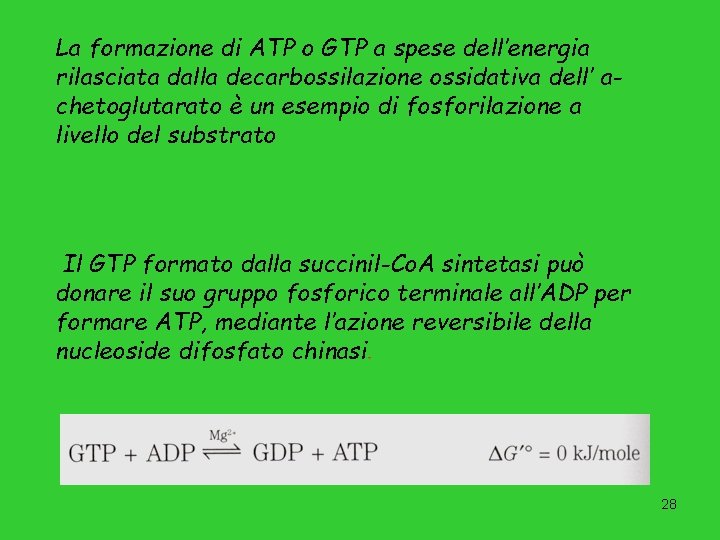 La formazione di ATP o GTP a spese dell’energia rilasciata dalla decarbossilazione ossidativa dell’