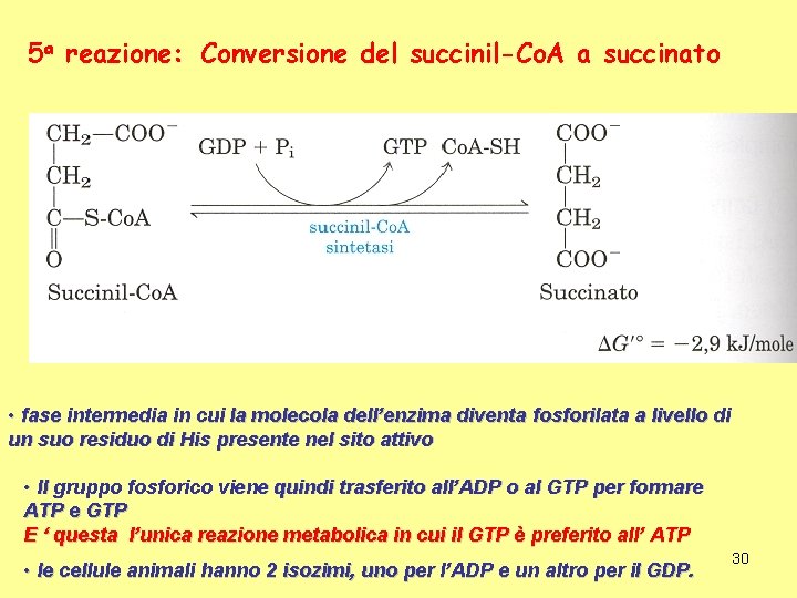 5 a reazione: Conversione del succinil-Co. A a succinato • fase intermedia in cui
