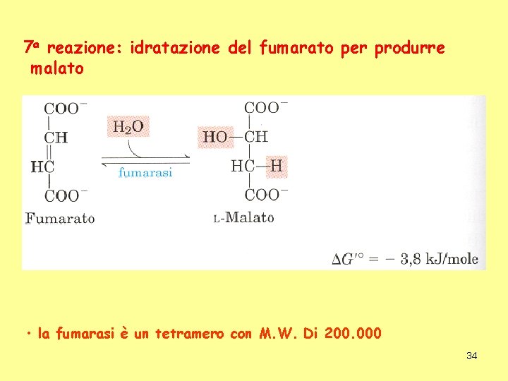 7 a reazione: idratazione del fumarato per produrre malato • la fumarasi è un