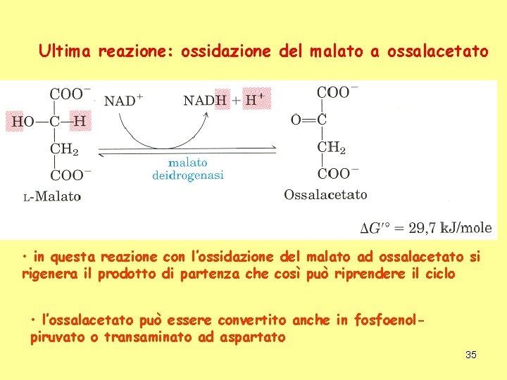 Ultima reazione: ossidazione del malato a ossalacetato • in questa reazione con l’ossidazione del