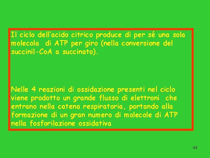 Il ciclo dell’acido citrico produce di per sé una sola molecola di ATP per