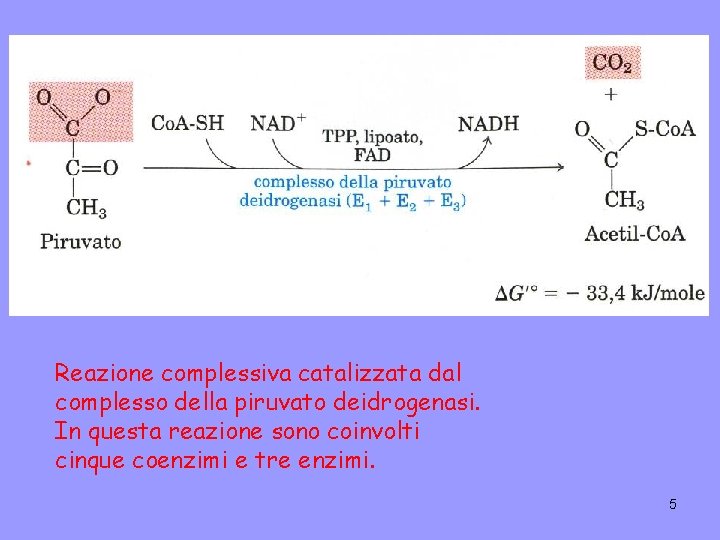 Reazione complessiva catalizzata dal complesso della piruvato deidrogenasi. In questa reazione sono coinvolti cinque