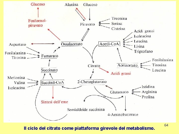 Il ciclo del citrato come piattaforma girevole del metabolismo. 64 