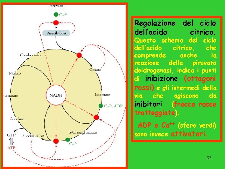 Regolazione del ciclo dell’acido citrico. Questo schema del ciclo dell’acido citrico, che comprende anche