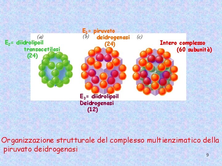 E 2= diidrolipoil transacetilasi (24) E 1= piruvato deidrogenasi (24) Intero complesso (60 subunità)