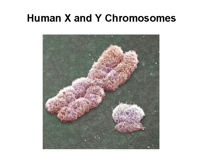 Human X and Y Chromosomes 