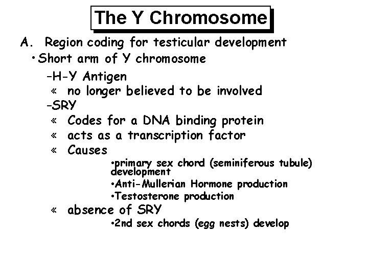 The Y Chromosome A. Region coding for testicular development • Short arm of Y