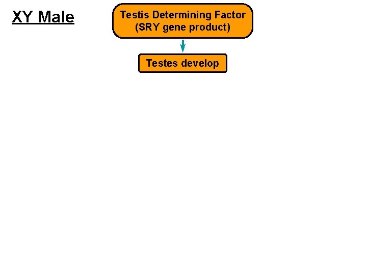XY Male Testis Determining Factor (SRY gene product) Testes develop 