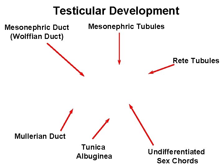 Testicular Development Mesonephric Duct (Wolffian Duct) Mesonephric Tubules Rete Tubules Mullerian Duct Tunica Albuginea