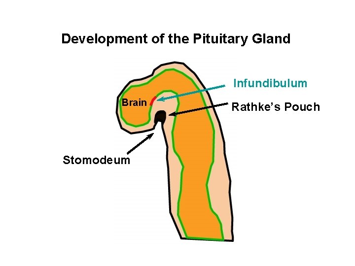 Development of the Pituitary Gland Infundibulum Brain Stomodeum Rathke’s Pouch 