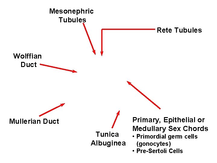 Mesonephric Tubules Rete Tubules Wolffian Duct Mullerian Duct Primary, Epithelial or Medullary Sex Chords