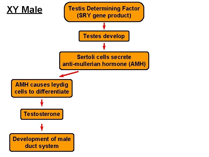 XY Male Testis Determining Factor (SRY gene product) Testes develop Sertoli cells secrete anti-mullerian