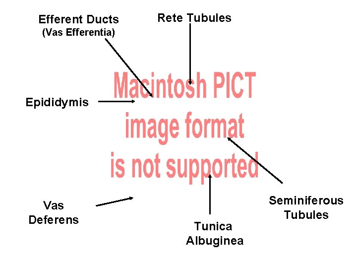 Efferent Ducts Rete Tubules (Vas Efferentia) Epididymis Vas Deferens Tunica Albuginea Seminiferous Tubules 