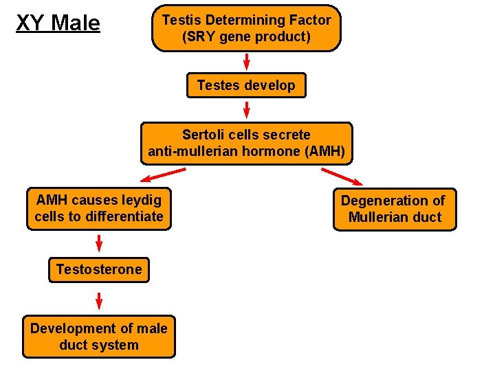 XY Male Testis Determining Factor (SRY gene product) Testes develop Sertoli cells secrete anti-mullerian