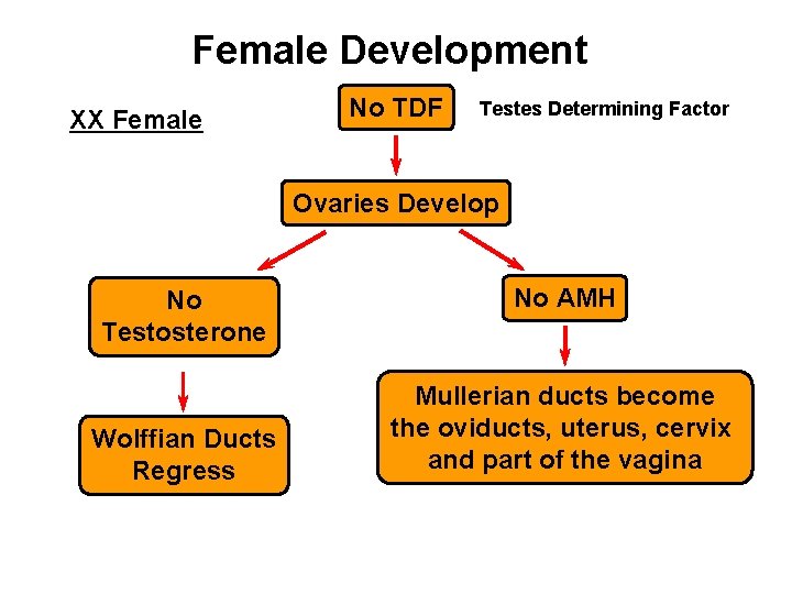 Female Development XX Female No TDF Testes Determining Factor Ovaries Develop No Testosterone Wolffian