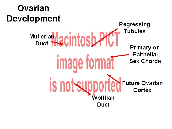 Ovarian Development Regressing Tubules Mullerian Duct Primary or Epithelial Sex Chords Future Ovarian Cortex